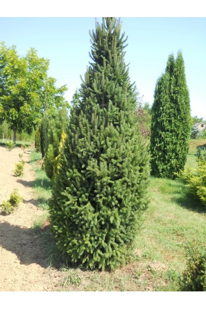 Ялина вузькоконічна Купрессіна